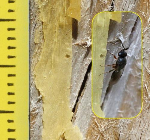 Dendrocerus sp.