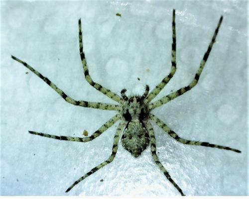 Philodromus margaritatus