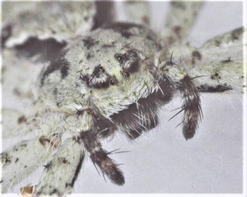 Philodromus margaritatus