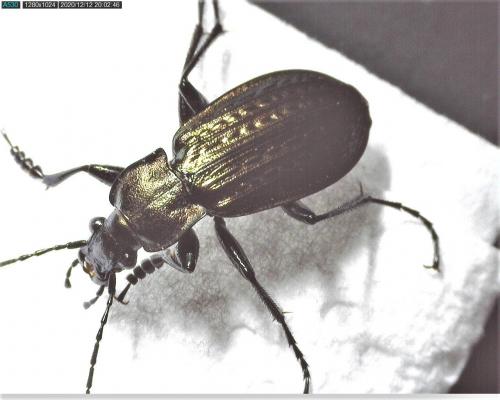 Carabus granulatus