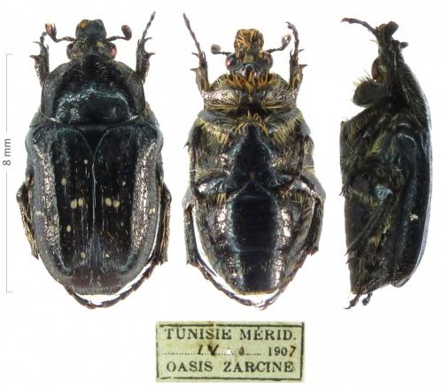 Réf. 272 839 : Oxythyrea subcalva