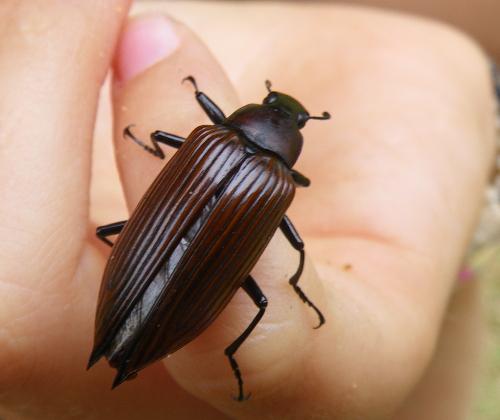 Blapida sp.