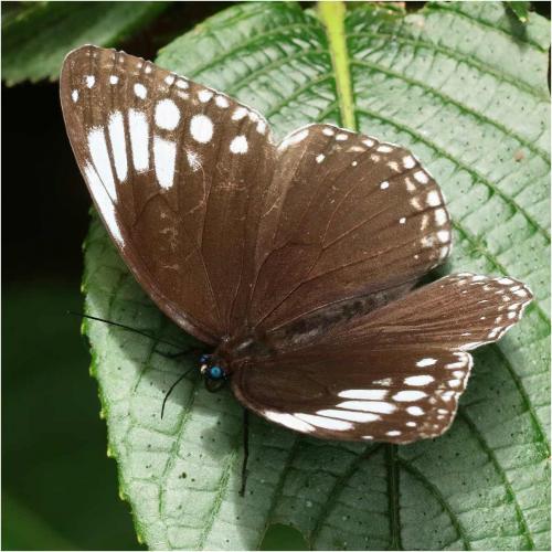 Ethope noirei