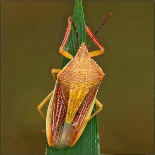 Megarrhamphus tibialis antetibialis