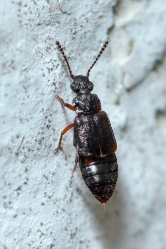 Réf. 272 574 : Omalium sp.