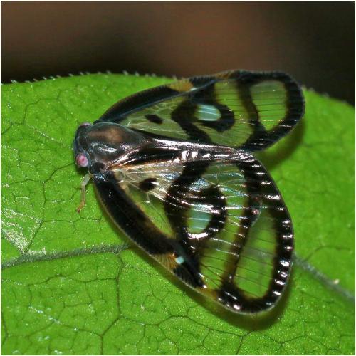 Euricania ocellus