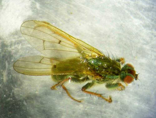 Réf. 272 380 : Scathophaga stercoraria