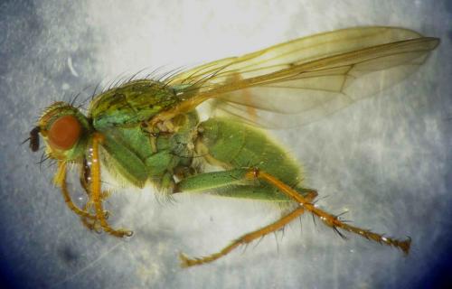 Scathophaga stercoraria