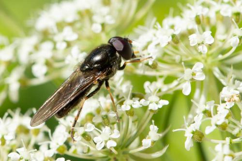 Cheilosia soror