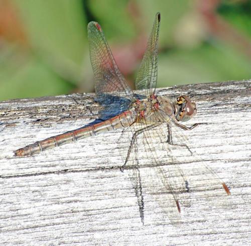 Sympetrum striolatum