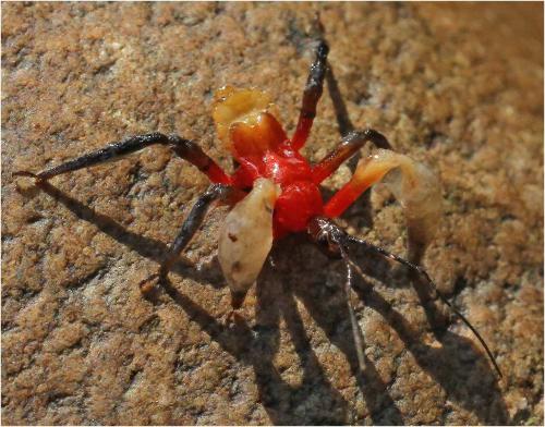 Réf. 272 899 : Amulius sp.