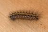 272113 – Photo : Christophe Quintin – France (22)