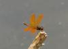 272566 – Photo : Mickaël Villemagne – Brésil