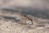 272131 – Photo : Simon Thevenin – France (13)
