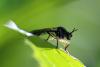 272638 – Photo : Mathurin CARNET – France (58)