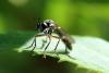 272639 – Photo : Mathurin CARNET – France (58)
