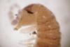 272387 – Photo : Guénael Hallart – France (02)