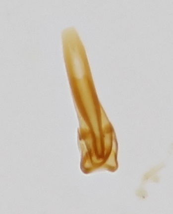 loda - Clambus simsoni - réf. 272622 (349 x 433 pixels, 31 ko)