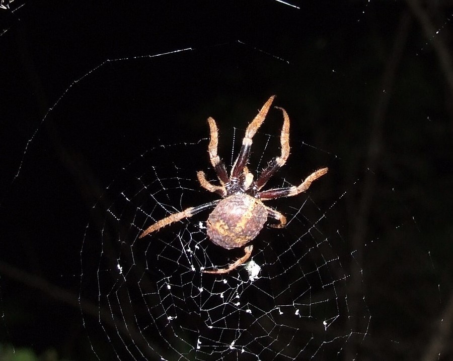 Laetitia Berquer - Inconnu inconnu - réf. 272171 (900 x 719 pixels, 141 ko)