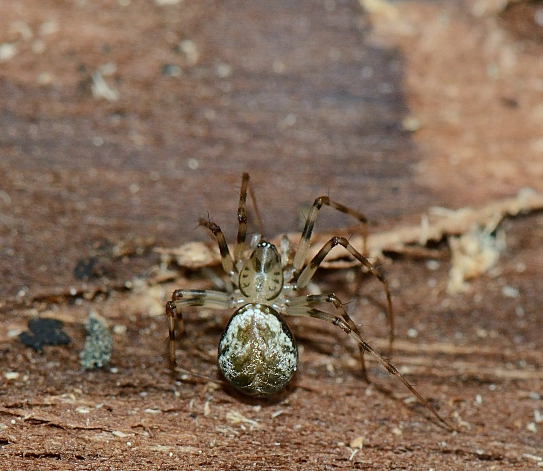 Anonyme - Drapetisca socialis - réf. 272961 (1100 x 954 pixels, 199 ko)
