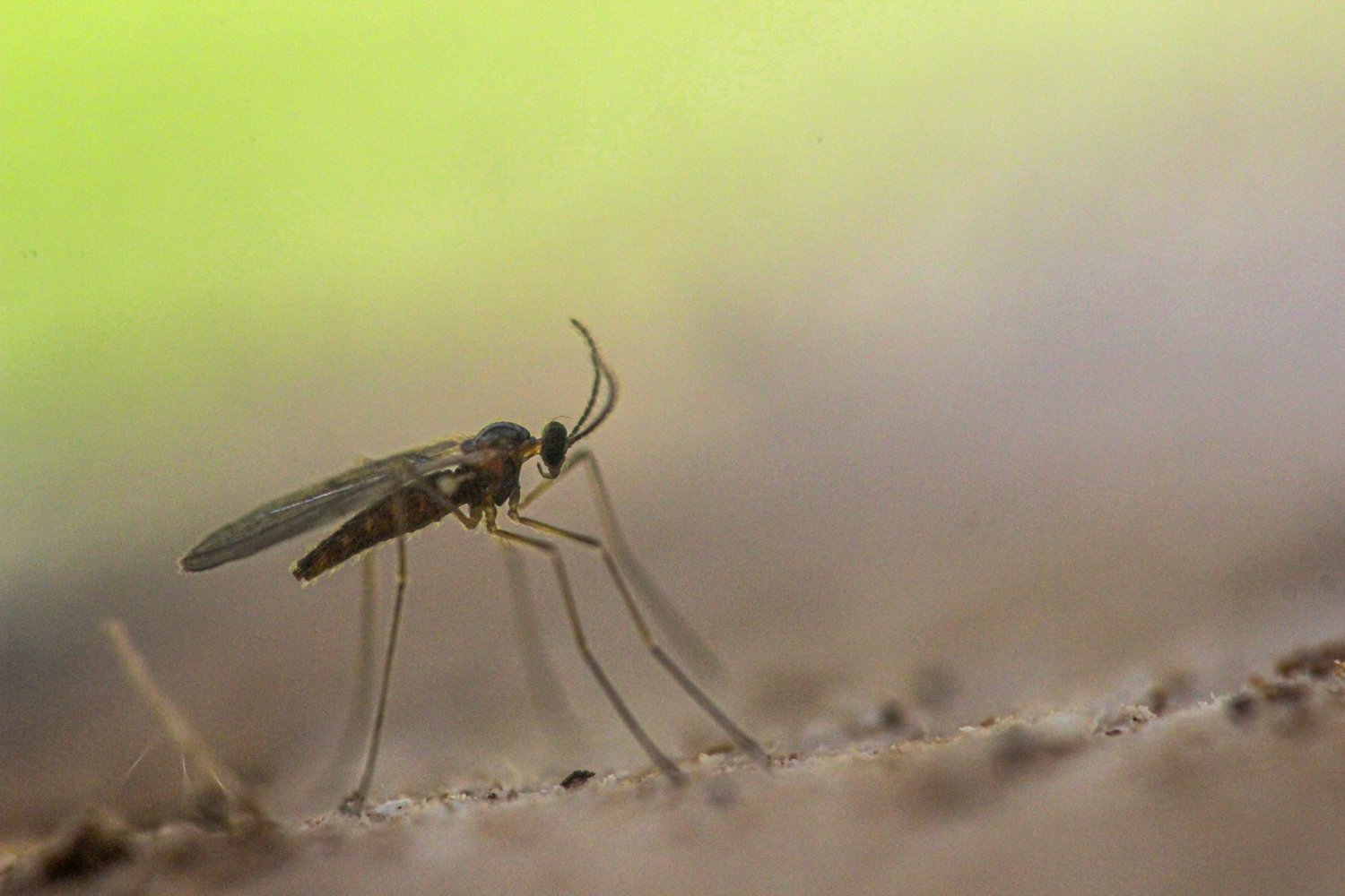 Simon Thevenin - Xylodiplosis sp. - réf. 272136 (1500 x 1000 pixels, 191 ko)
