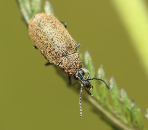 Réf. 273 139 : Mycterus curculioides