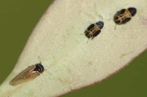 Acizzia acaciaebaileyanae