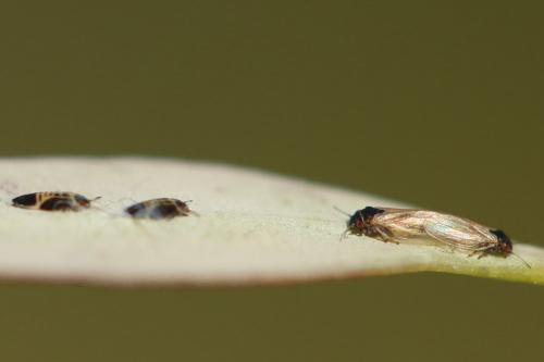 Acizzia acaciaebaileyanae
