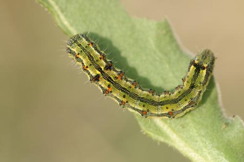 Réf. 273 141 : Helicoverpa armigera
