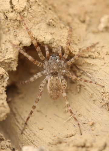 Arctosa (cinerea-similis)