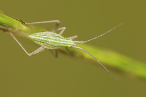 Miridius quadrivirgatus