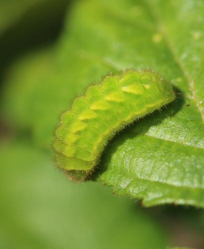 Réf. 273 218 : Callophrys rubi