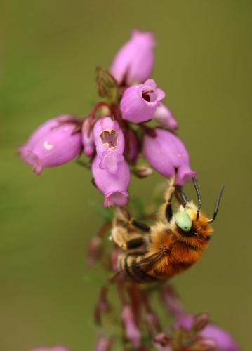 Réf. 273 221 : Anthophora bimaculata