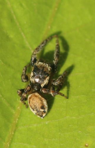 Evarcha falcata