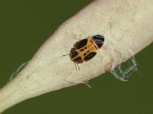 Acizzia acaciaebaileyanae