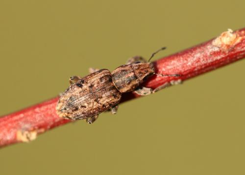 Sitona sp.