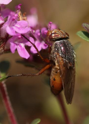 Rhyncomya sp.