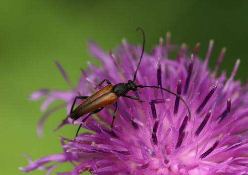 Réf. 273 222 : Stenurella sp.