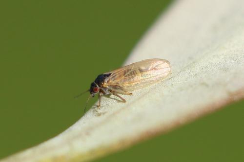 Acizzia acaciaebaileyanae
