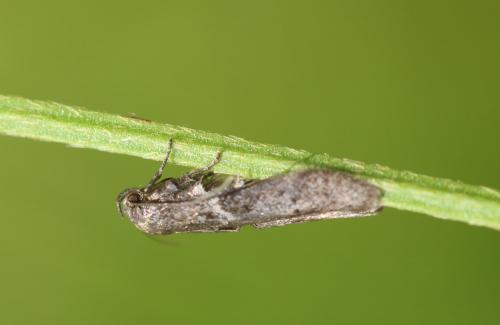 Réf. 273 219 : Blastobasis sp.