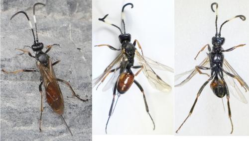 Cryptinae