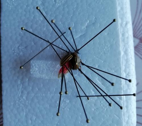 Réf. 273 158 : Leptinotarsa decemlineata
