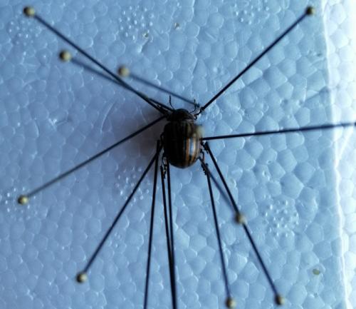 Réf. 273 159 : Leptinotarsa decemlineata