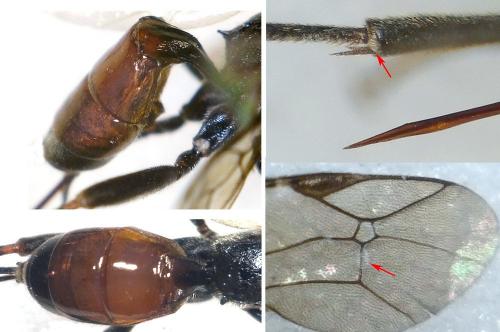 Cryptinae