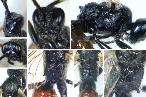 Cryptinae