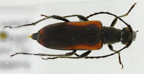 Anastrangalia dubia