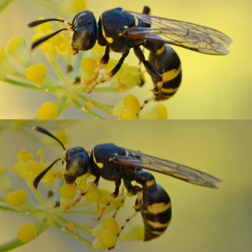 Ammatomus coarctatus