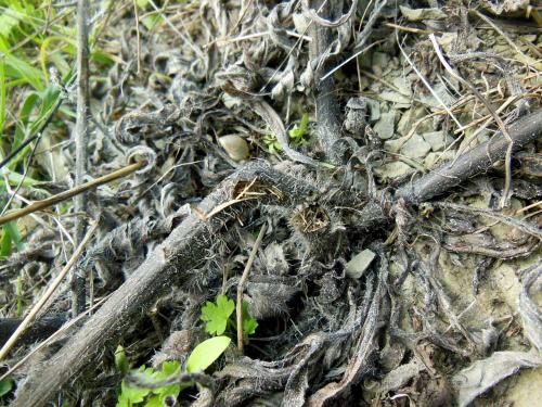 Réf. 273 818 : Opsilia coerulescens