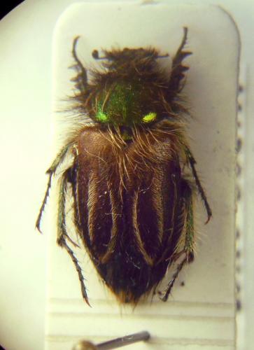 Eulasia bombylius