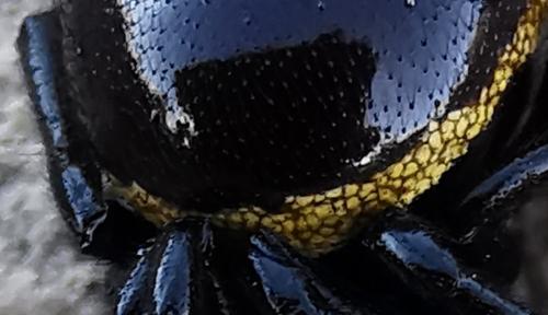 Steatoda paykulliana